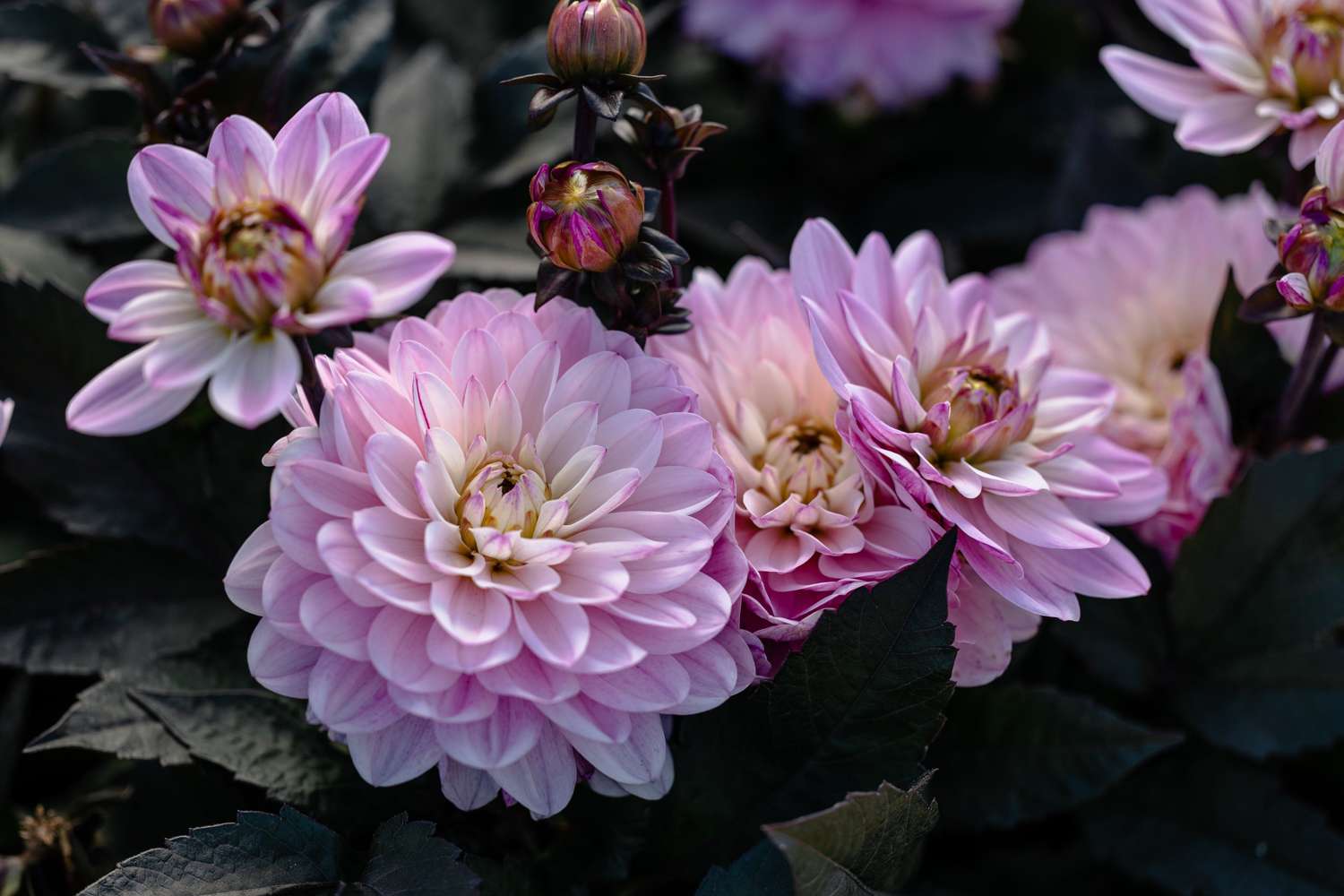 Daalia 'Melody Harmony'